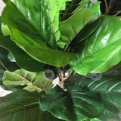 (Clearance) FIDDLE FIG Leaf Artificial Tree Artificial Plant Pokok Pisang Hiasan home